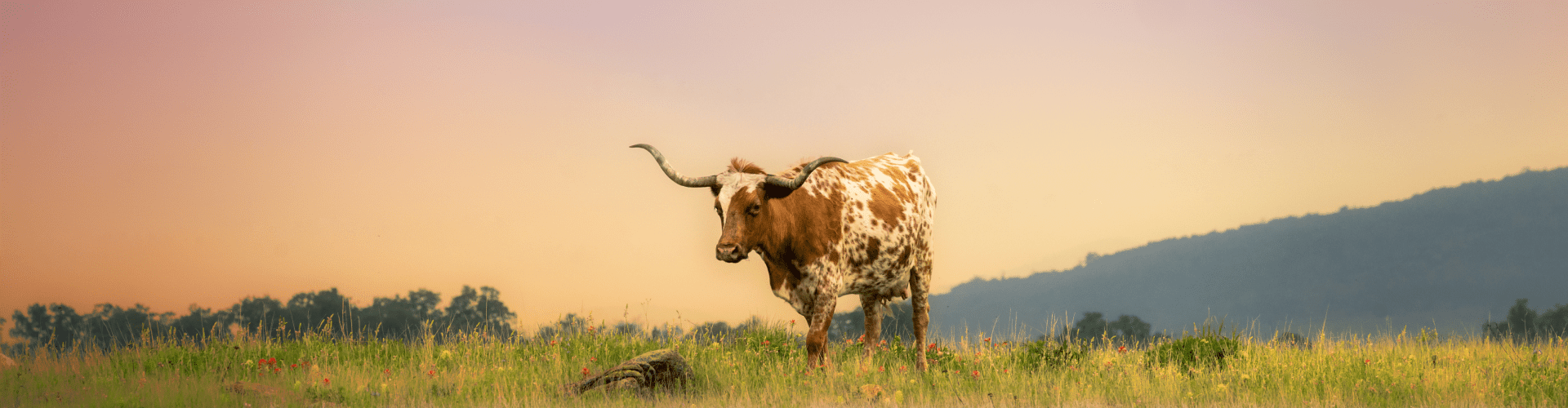 RV Rentals in Dallas