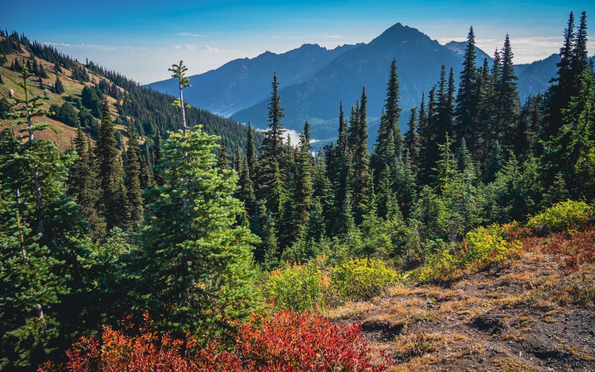 Image of Olympic National Park WA