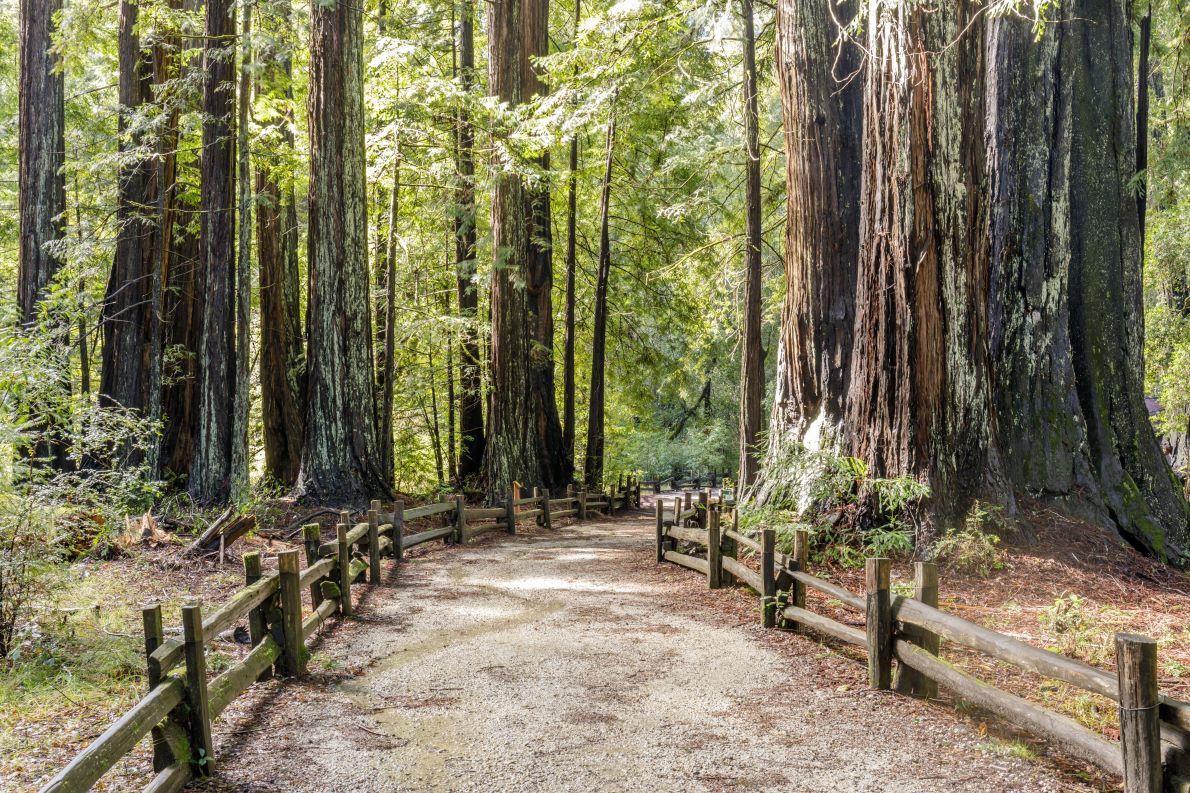 Big Basin Redwoods State Park